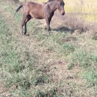 مایان با اسب کره|حیوانات مزرعه|لاهیجان, آهندان|دیوار