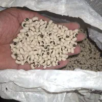 لوبیا درجه 1