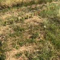 علف تراشی با دستگاه از نوشهر تاسیسنگان ونوش رویان