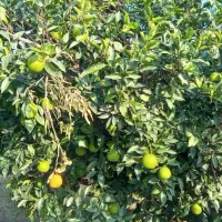 فروش پرتقال درجه یک|حراج|کردکوی, |دیوار