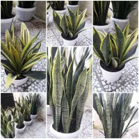 انواع سانسوریا