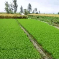 برنج طارم درجه یک