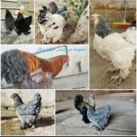 فروش تخم نطفه دار مرغ برهما و کوشین جوجه|حیوانات مزرعه|شیراز, زیباشهر|دیوار