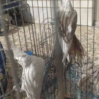 یک جفت عروس هلندی فروش به علت مشغله کاری