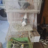 کفتر و عروس هلندی|پرنده|گلبهار, شهر جدید گلبهار|دیوار