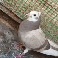 کفتر|پرنده|کاشان, عربها|دیوار