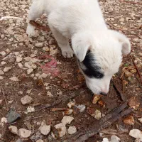 فروش سگ دورگه گوگولی مگولی