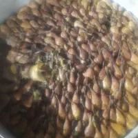 رون  مرغ عروسی