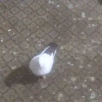 کبوتر دم قهوه ای|پرنده|اندیمشک, |دیوار