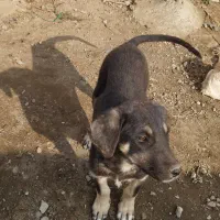 توله سگ عراقی|سگ|میاندوآب, |دیوار