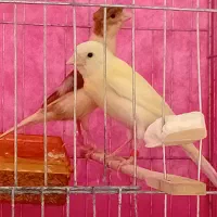 قناری نر وماده