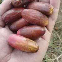خرمای تازه ربی درجه کیلوی 180هزار تومان