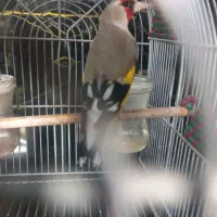 سهره کرمونی گل بلند