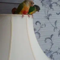 فروش دو عدد طوطی گرینچیگ|پرنده|گرمسار, |دیوار