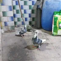 کبوتر ابلغ درجه یک یک یک جفت