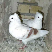 گرده دار کبوتر|پرنده|بروجرد, |دیوار