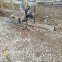 سگ مالینویز|سگ|ساوه, |دیوار