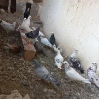 کبوتر  المانی و تهرانی