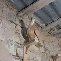 کفتر هفترنگ دم سفید شازده کاکلی پولکی طوقی صید|پرنده|مشهد, موسوی قوچانی|دیوار