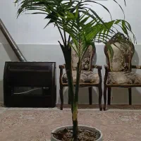 اجاره/سوئیت/ویلایی لوکس/قیمت مناسب