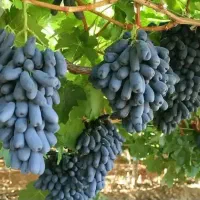 ریشه های با کیفیت درجه یک