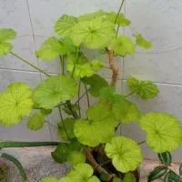 ۲تاگل|گل و گیاه طبیعی|نهاوند, |دیوار