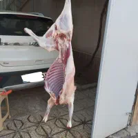 ذبح و قصاب و گوسفند نر و ماده