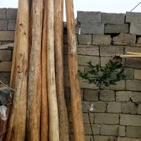 چوب دام