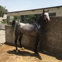 اسب|اسب و تجهیزات اسبسواری|ری, شهرک نظامی|دیوار