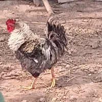 تخم مرغ محلی نطفه دار با خروس خوشکل وزینی باضمانت