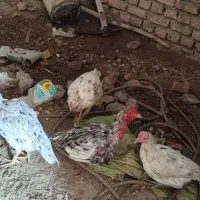 تخم مرغ لاری