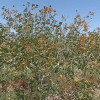 هرس درخت پسته|خدمات باغبانی و درختکاری|سبزوار, قصبه شرقی|دیوار