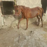 اسب مادیون با کره
