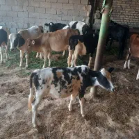 فروش گوساله نر وماده