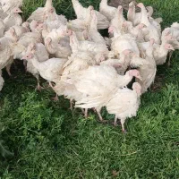 جوجه بوقلمون