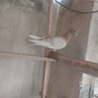 کفتر کبوتر گرفتنی|پرنده|ری, فیروزآبادی|دیوار