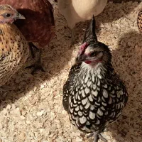 مرغ خروس چینی . جاپانیز . سیبرایت