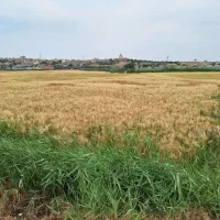 زمین کشاورزی یک هکتار،سنددار|فروش دفتر صنعتی، کشاورزی، تجاری|محمدشهر, محمدشهر|دیوار