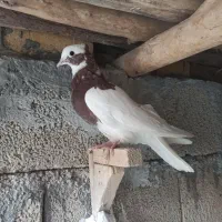 کله و طوقی|پرنده|شیراز, احمدی جنوبی|دیوار