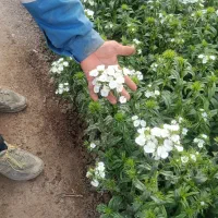 فروش گل قلم پور|گل و گیاه طبیعی|پاکدشت, پاکدشت (مامازند)|دیوار