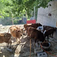 نظرعلی حسین زاده روستا ی آقابابا سنگ