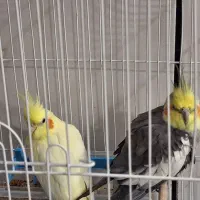 یک جفت عروس هلندی نرو ماده|پرنده|دزفول, |دیوار