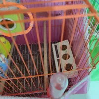 مرغ عشق|پرنده|خرمشهر, |دیوار