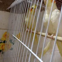 عروس هلندی|پرنده|مسجد سلیمان, |دیوار