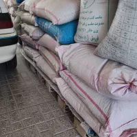 بذر گندم احسان N80