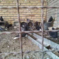 کفتر|پرنده|اردکان, |دیوار