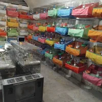 ۱۵۰۰عددفنچ کیگ