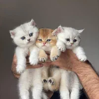 بچه گربه بریتیش شنگول منگول