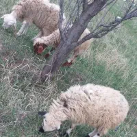 با سلام ۳ عدد بره ۶ ماهه و۲ عدد میش ابستن