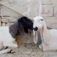 بز خوب برا مالداری